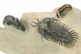 Short-Fork Walliserops Hammi Trilobite - Foum Zguid, Morocco #276169-7